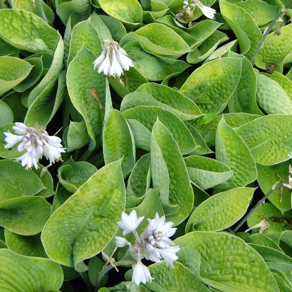 Hosta Abiqua Ariel