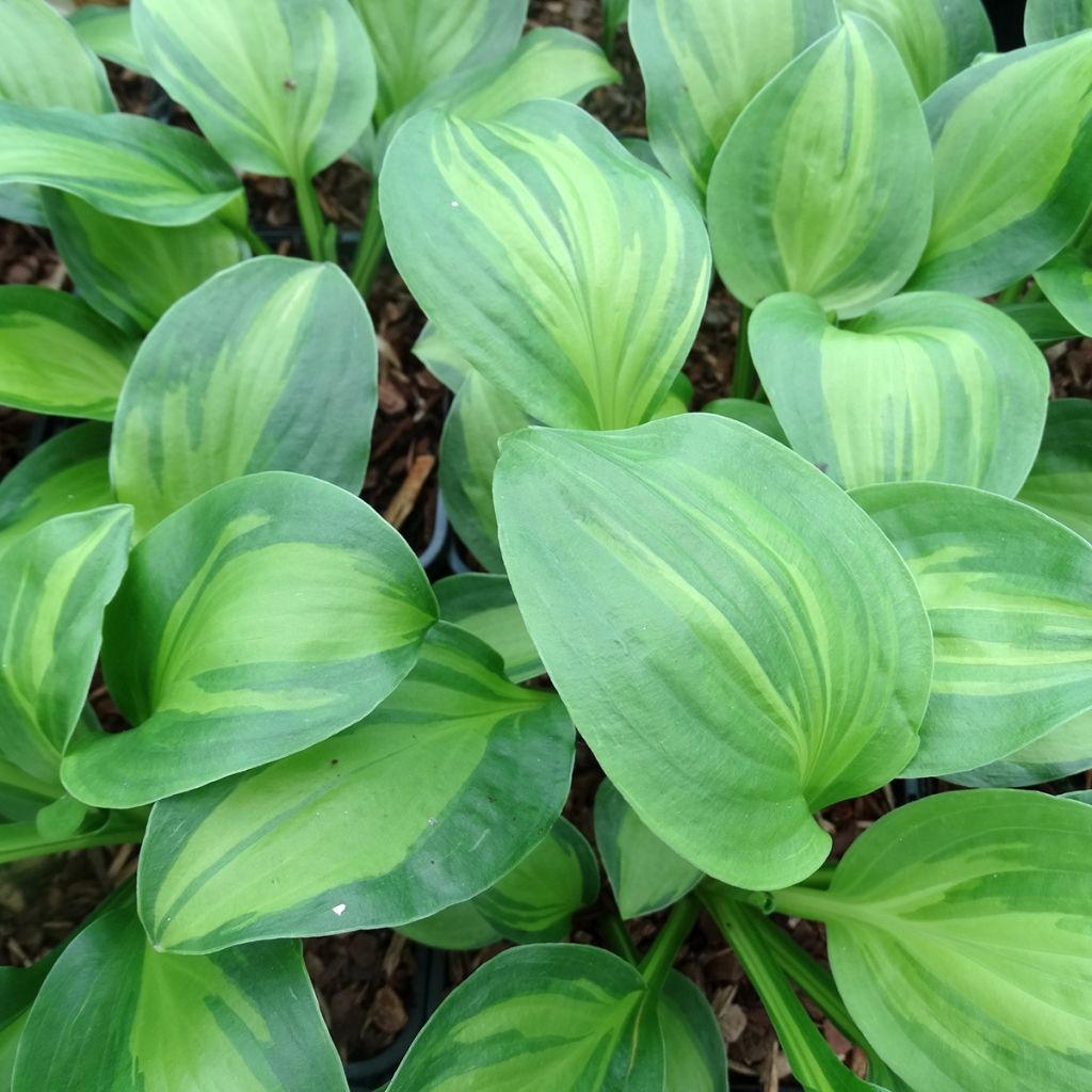 Hosta Adorable