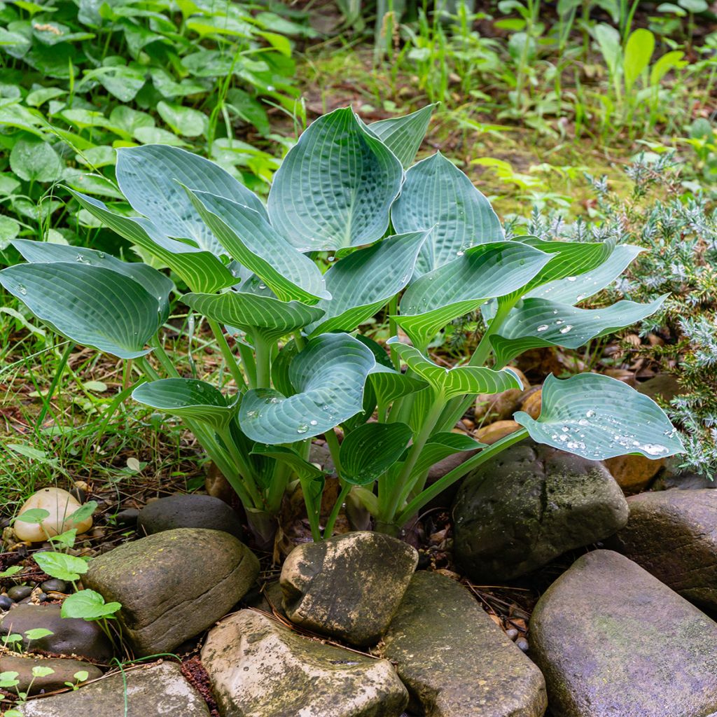 Hosta Blue Angel