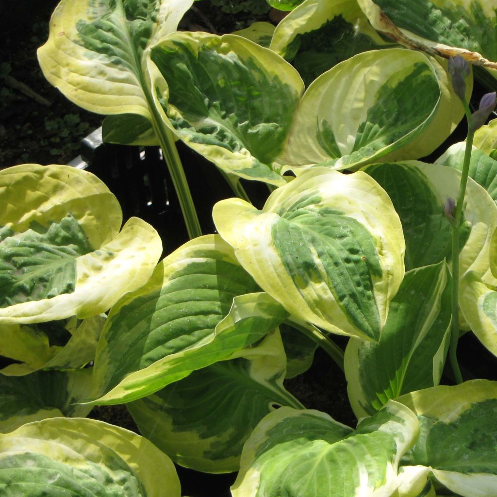 Hosta Carnival