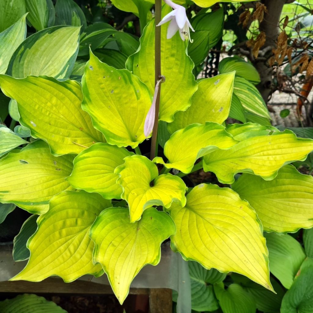 Hosta Django