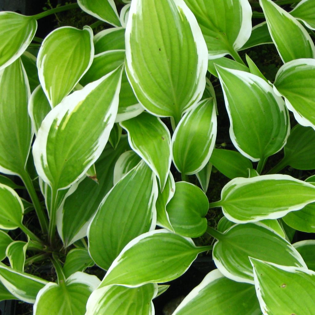 Hosta Emily Dickinson - Hosta panaché et parfumé