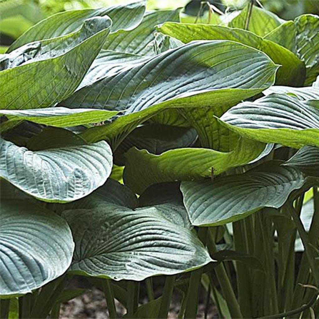 Hosta Empress Wu - Hosta géant vert-bleuté