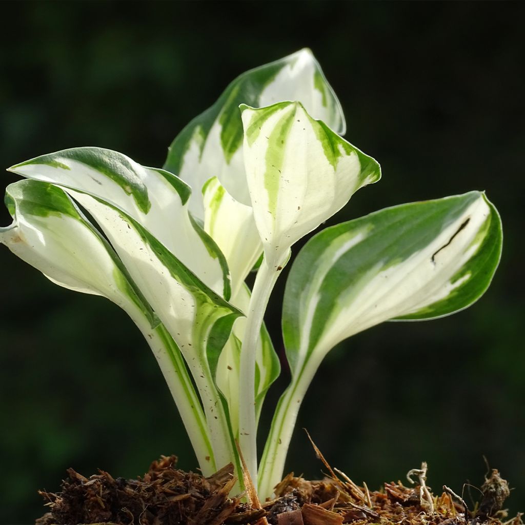 Hosta Fire and Ice