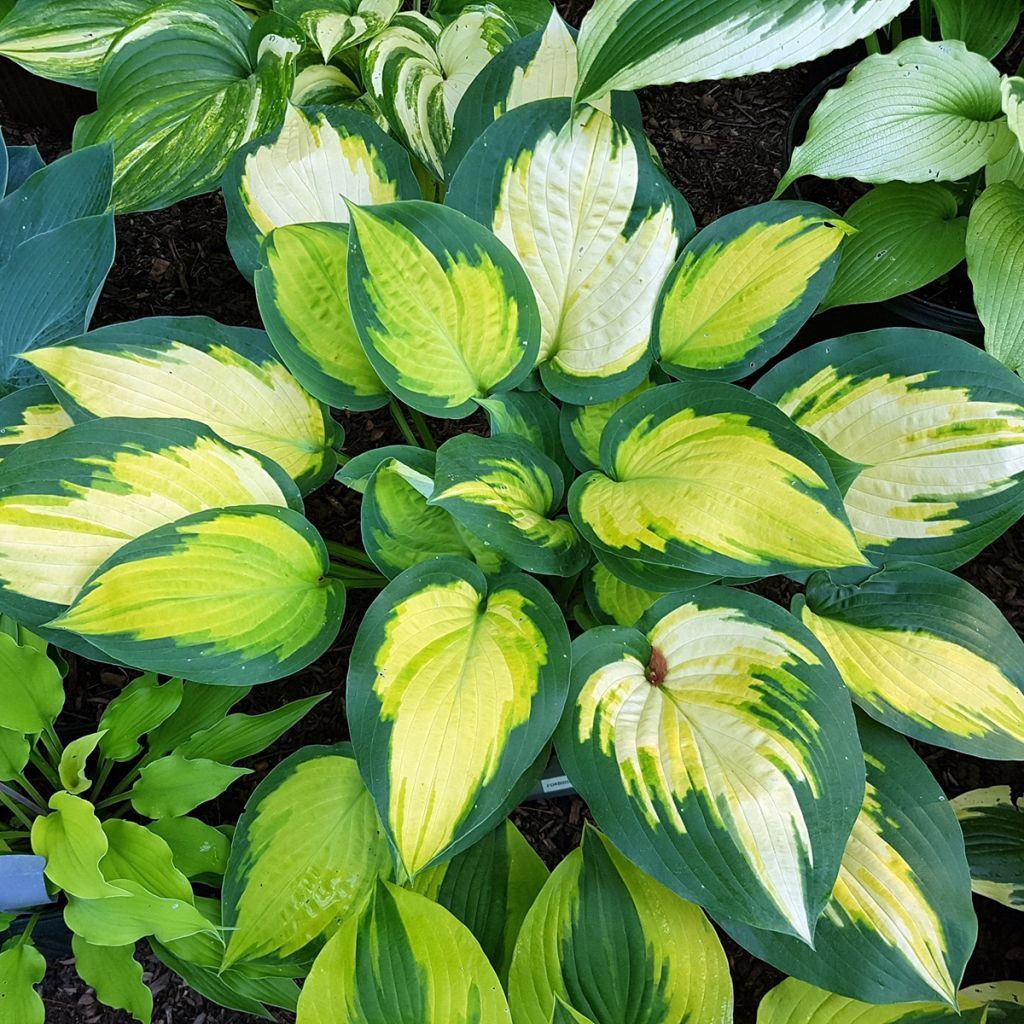 Hosta Forbidden Fruit