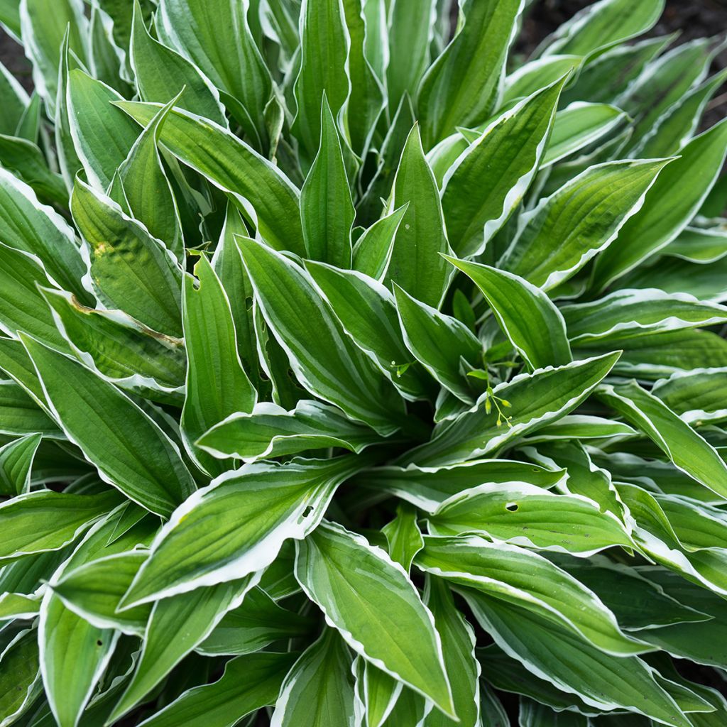 Hosta Frosted Raspberry