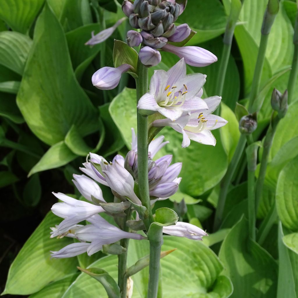 Hosta Gold Regal