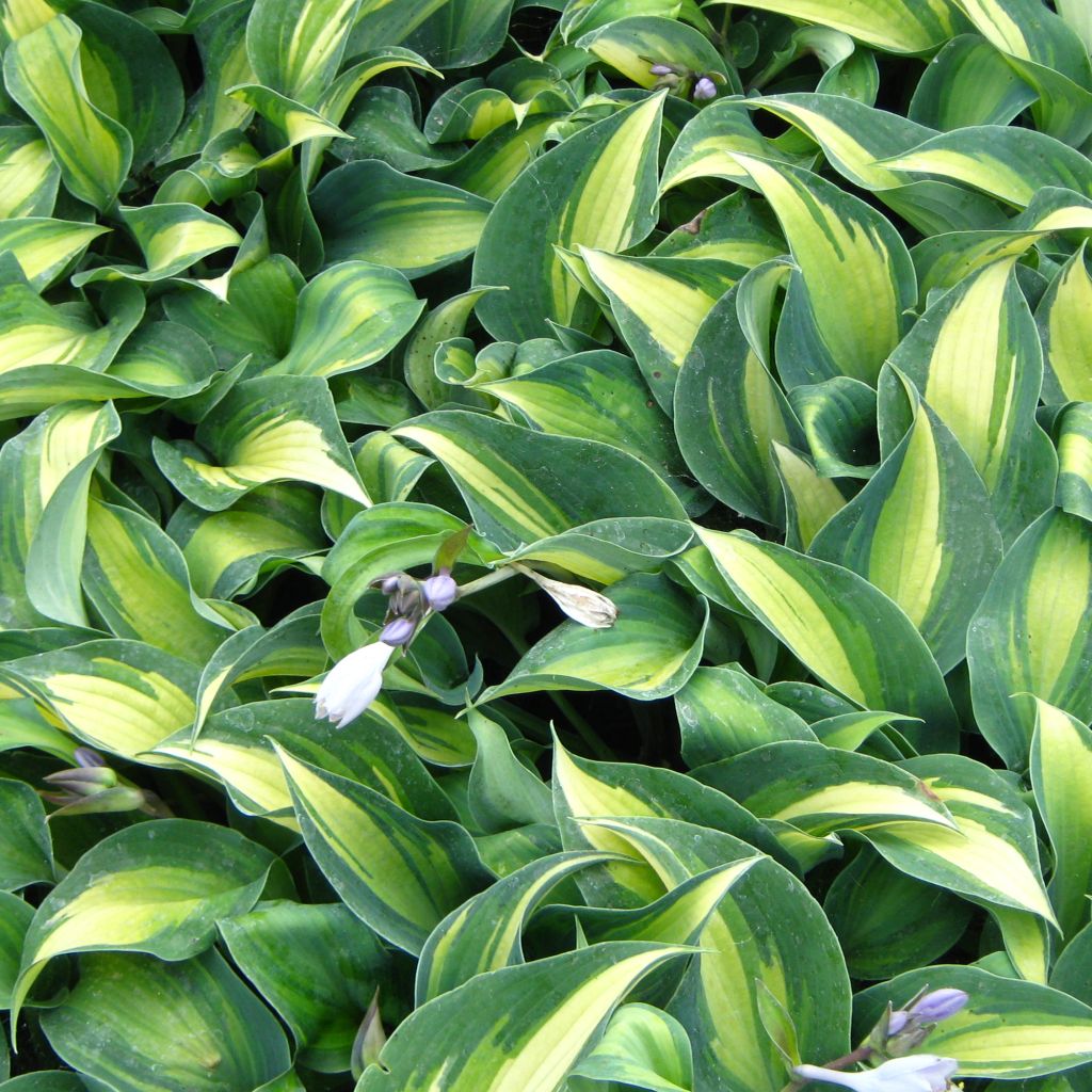 Hosta Grand Marquee - Hosta panaché