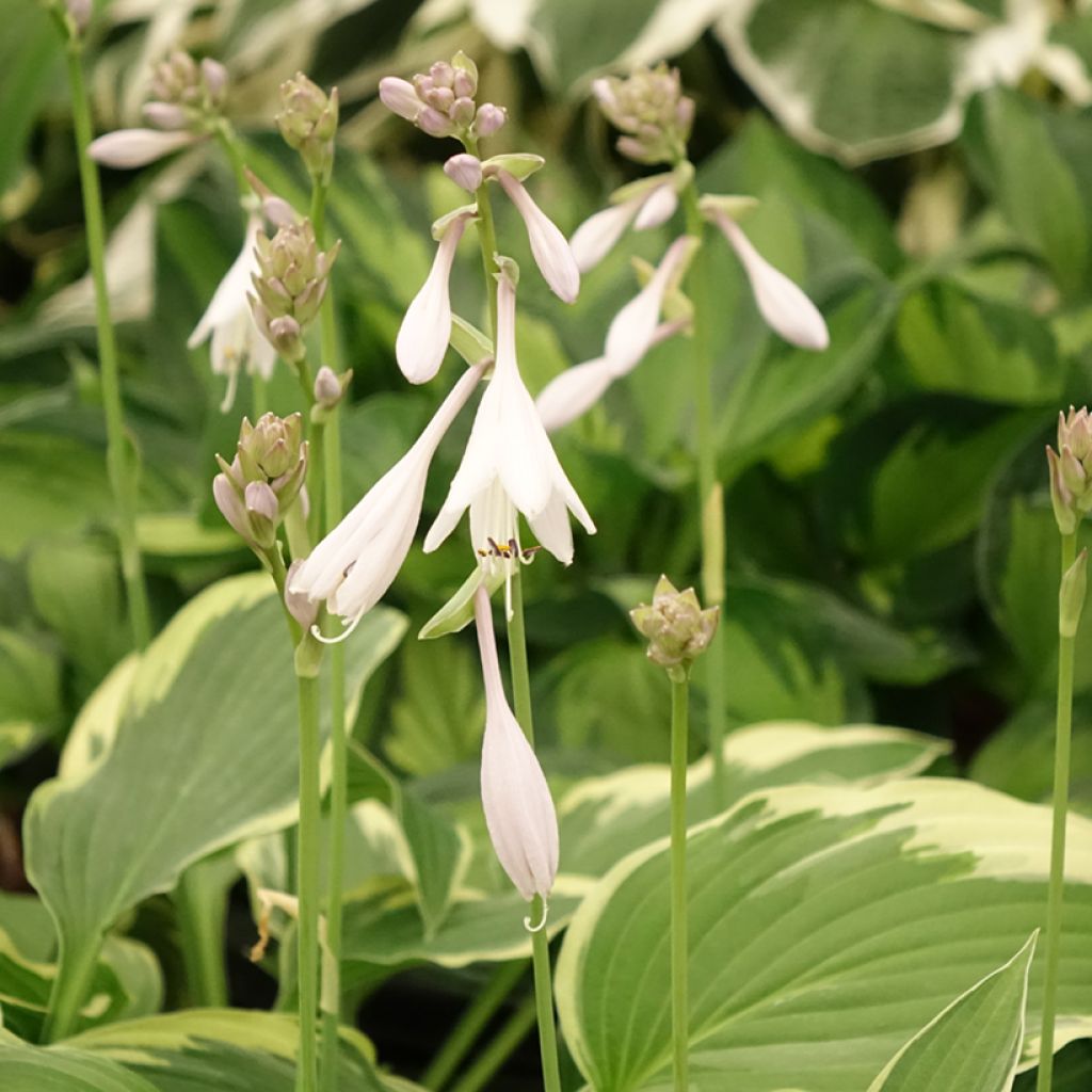 Hosta Great Expectations