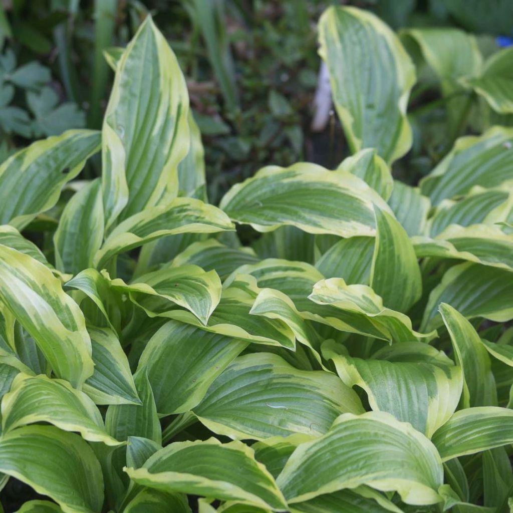 Hosta Ground Master