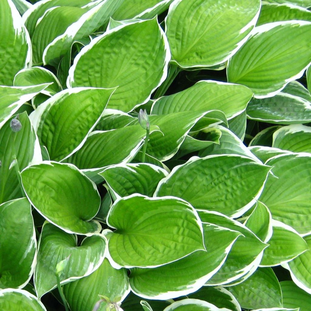 Hosta Julia