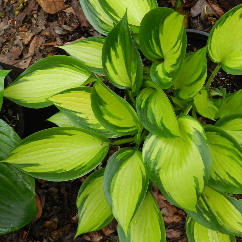 Hosta Justine