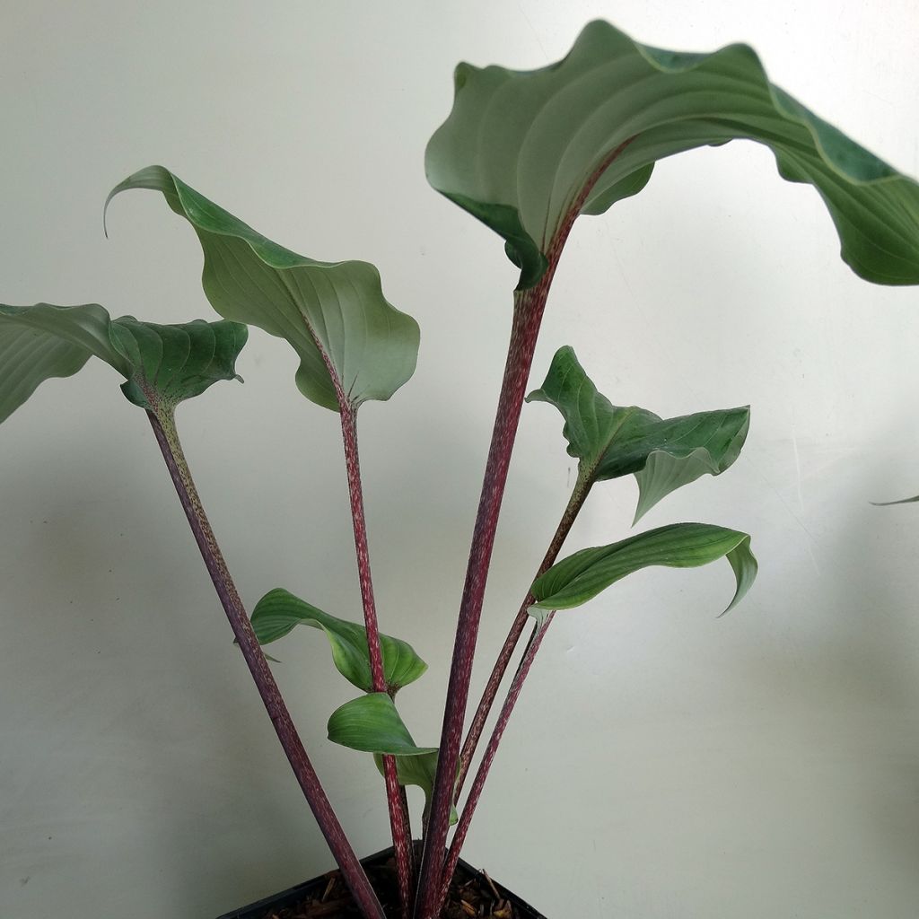 Hosta Lady in Red