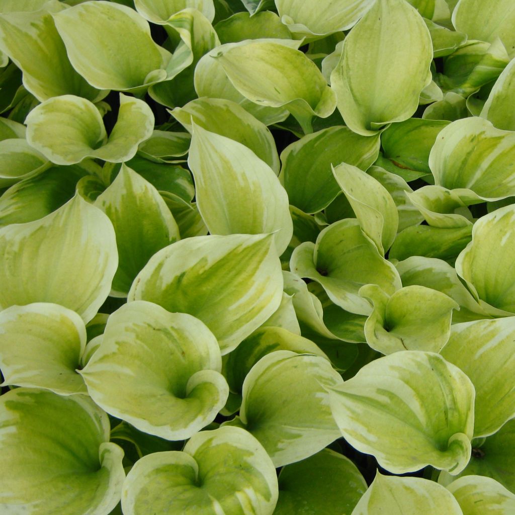 Hosta Liberty - Hosta panaché