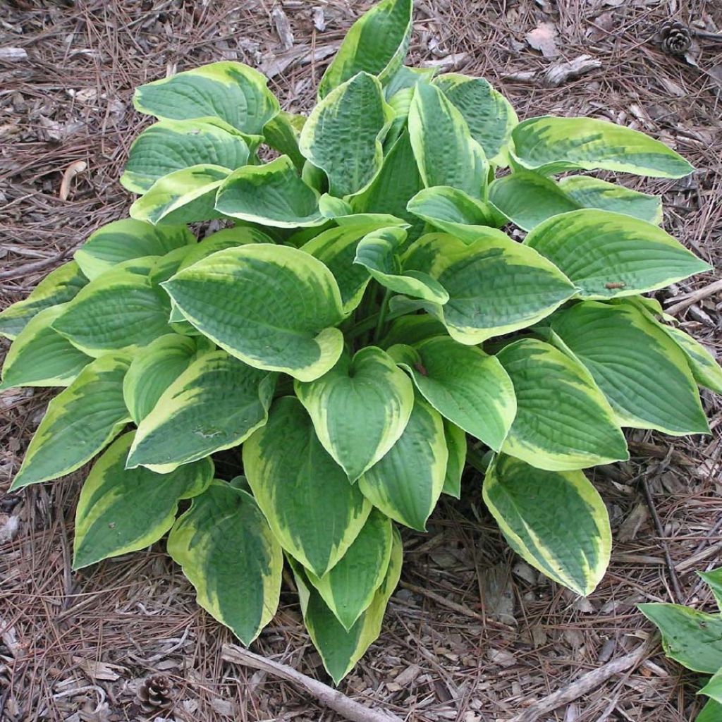 Hosta Mama Mia