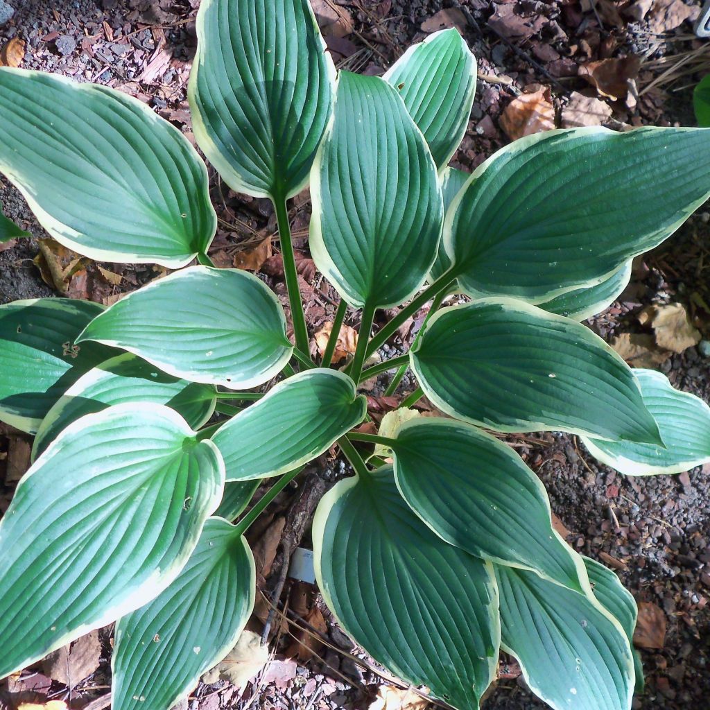 Hosta North Hills