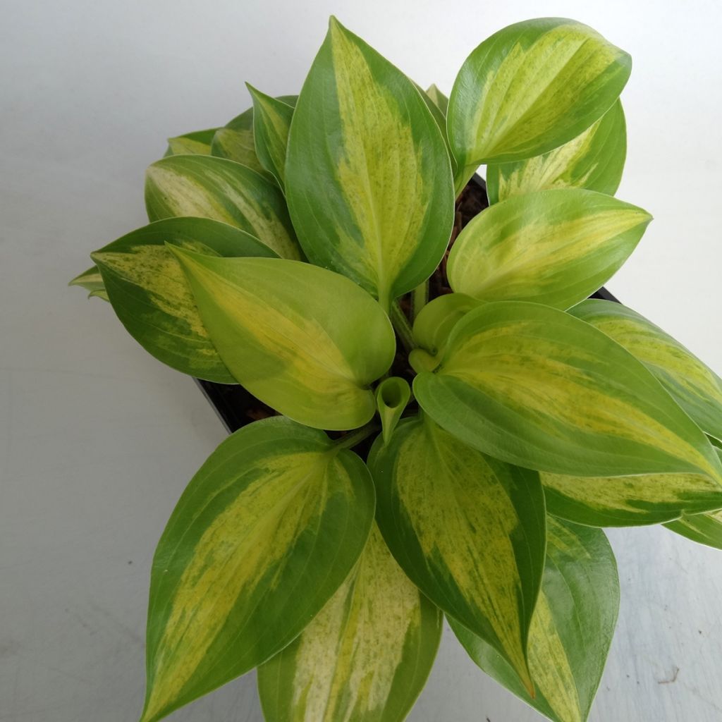 Hosta Obi-One Kenobi