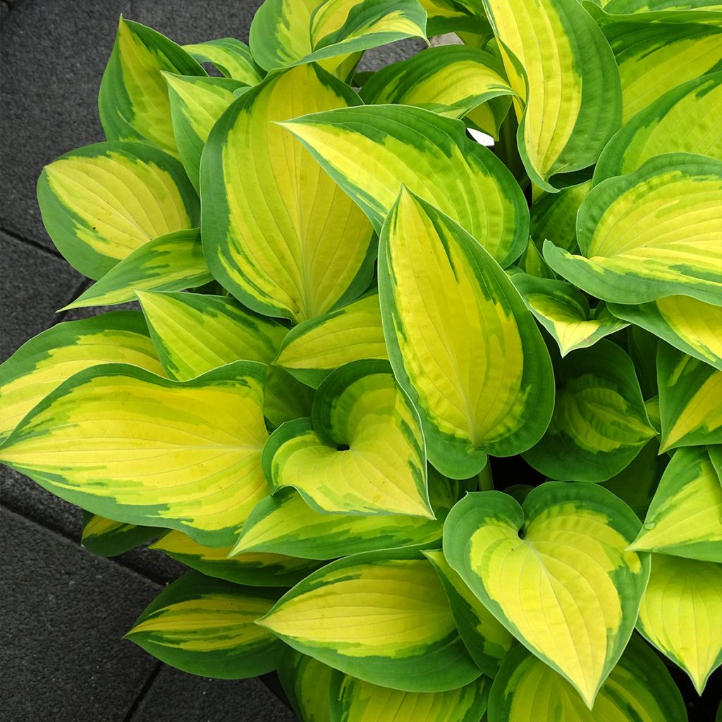 Hosta Orange Marmelade