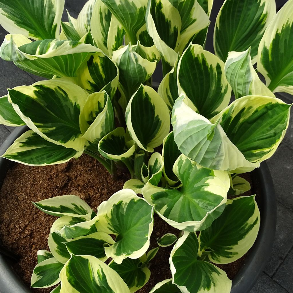 Hosta fortunei Patriot