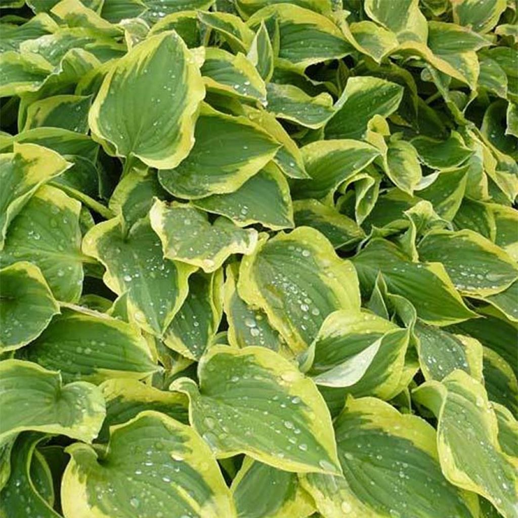 Hosta Pilgrim