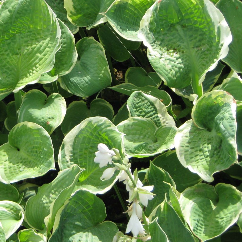 Hosta Pizzazz