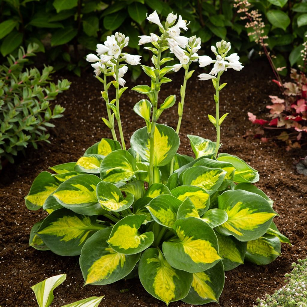 Hosta Pocketfull of Sunshine