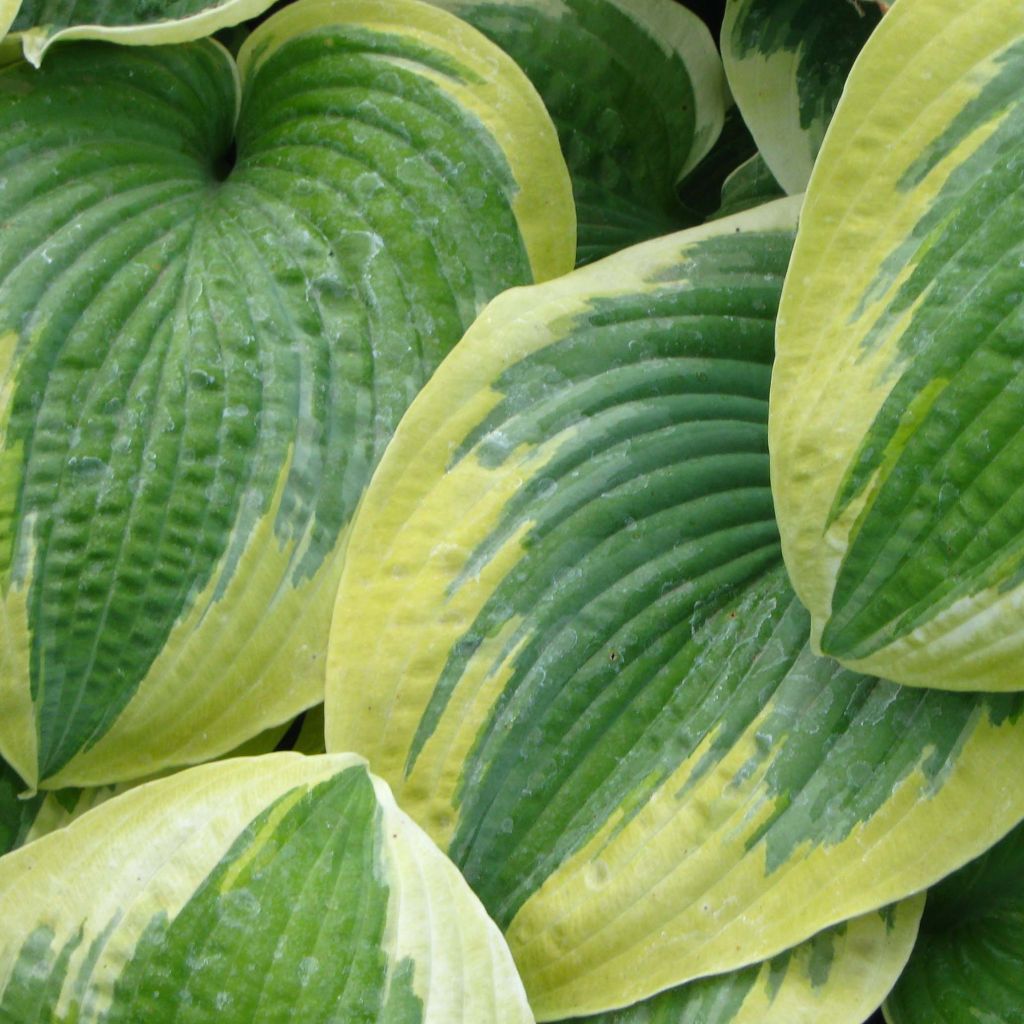 Hosta Robert Frost - Hosta panaché