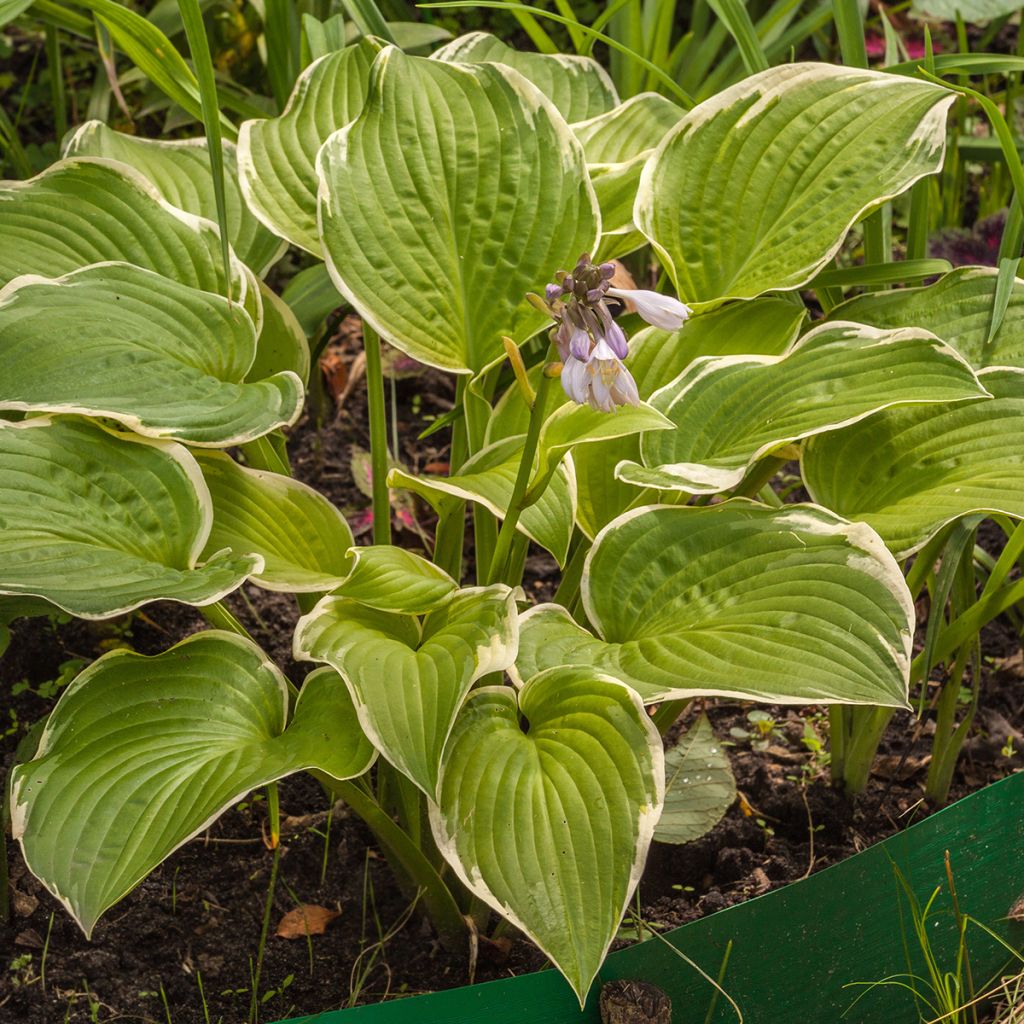 Hosta Saint Elmo's Fire