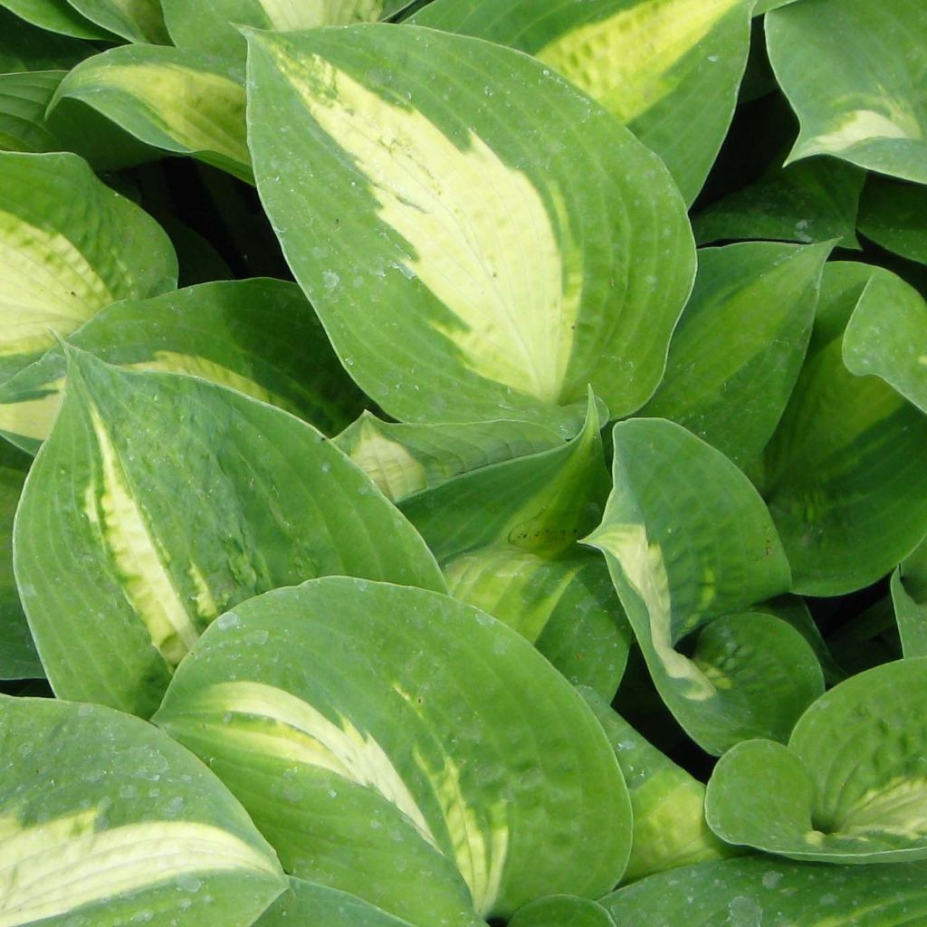 Hosta Saint Paul