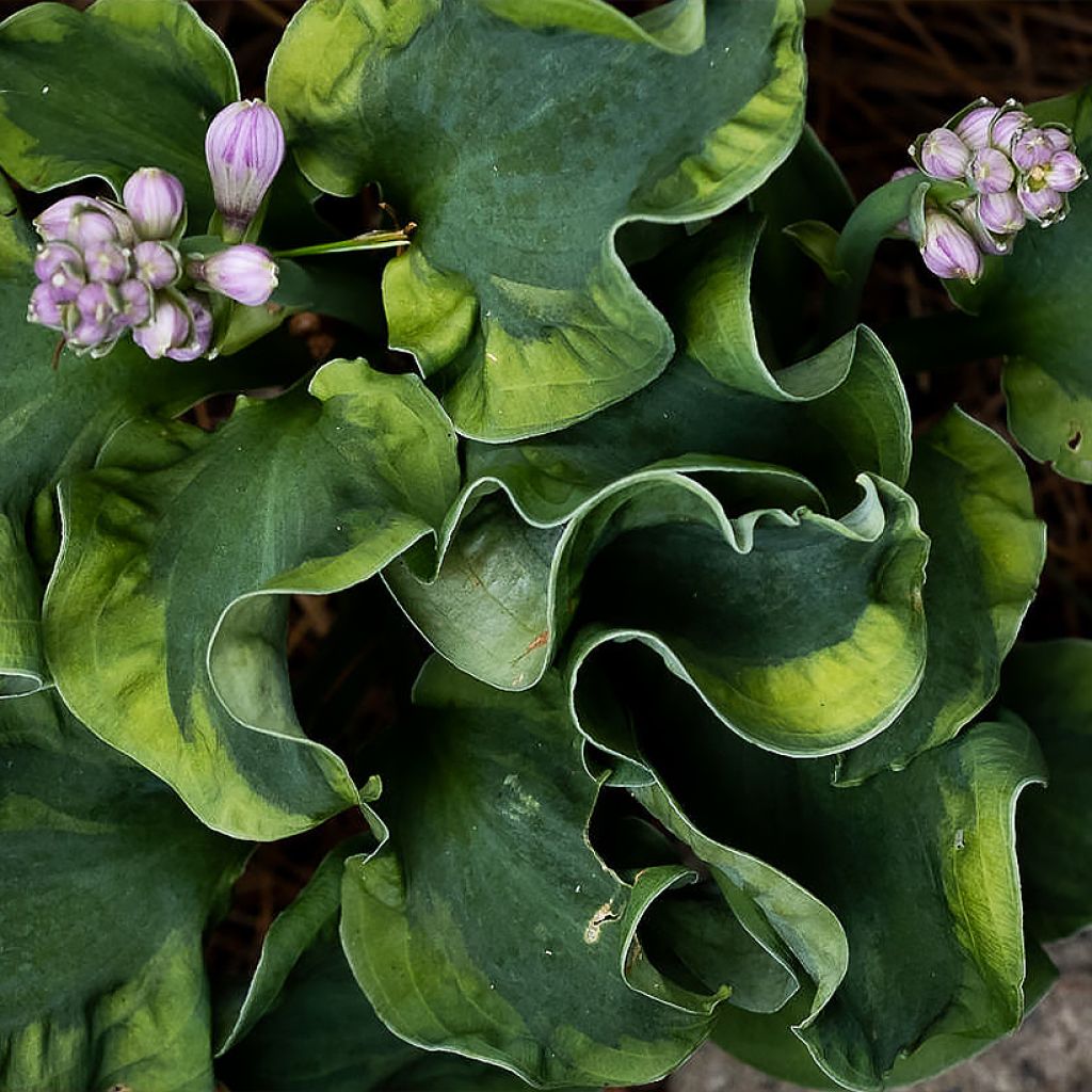 Hosta School Mouse