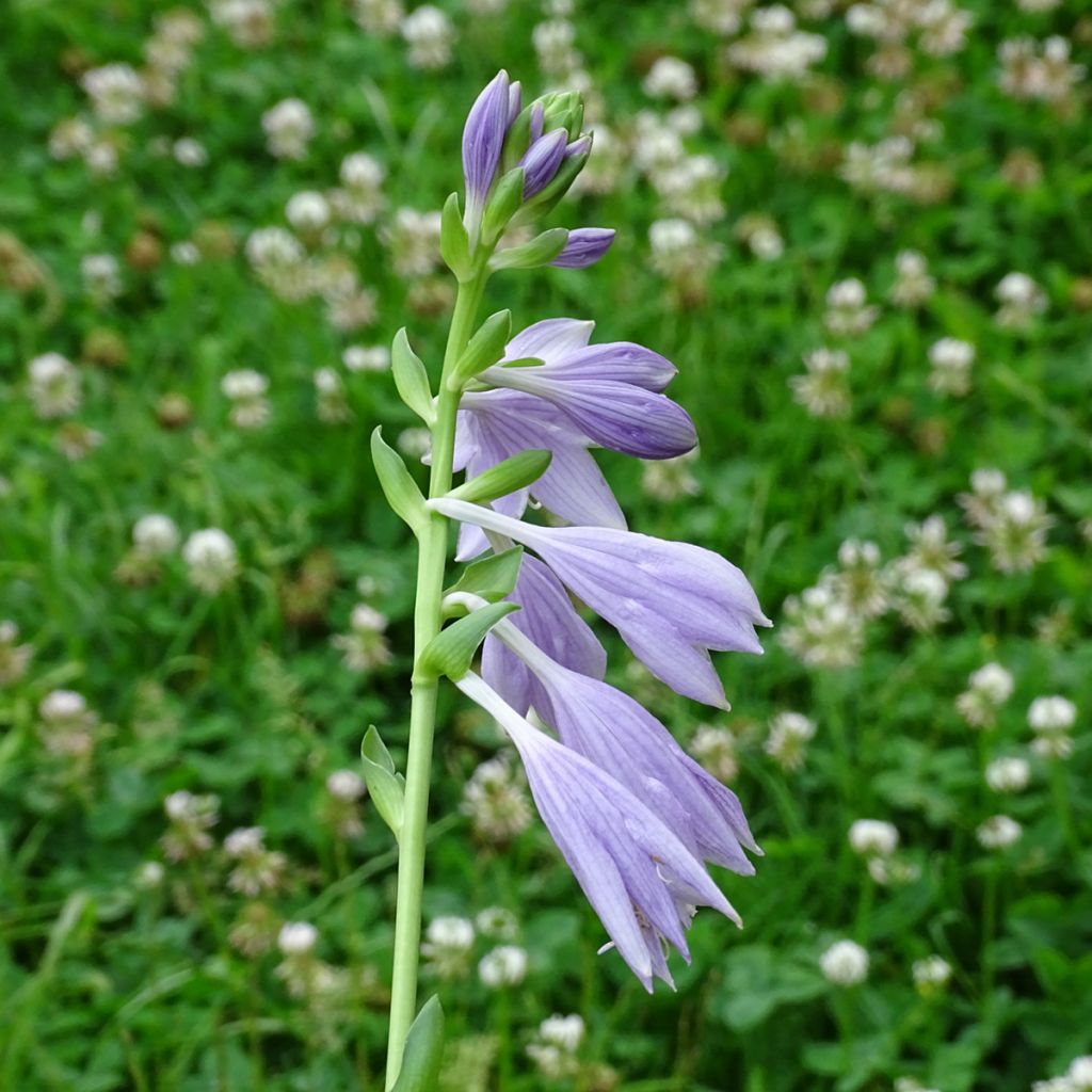 Hosta Siberian Tiger