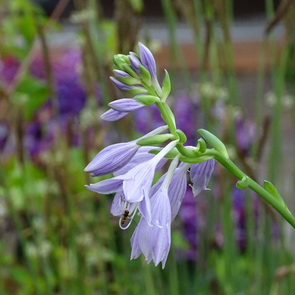 Hosta Siberian Tiger