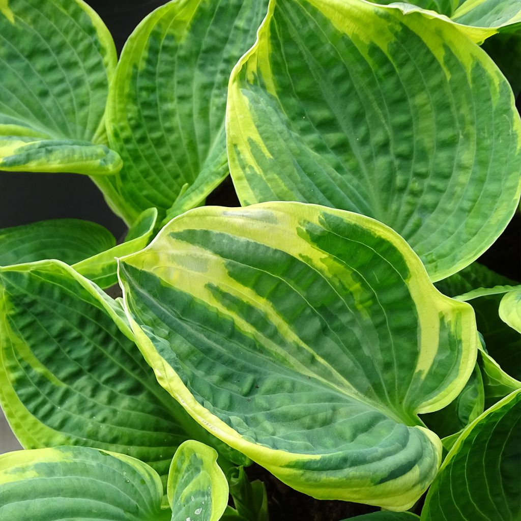 Hosta Sugar Daddy