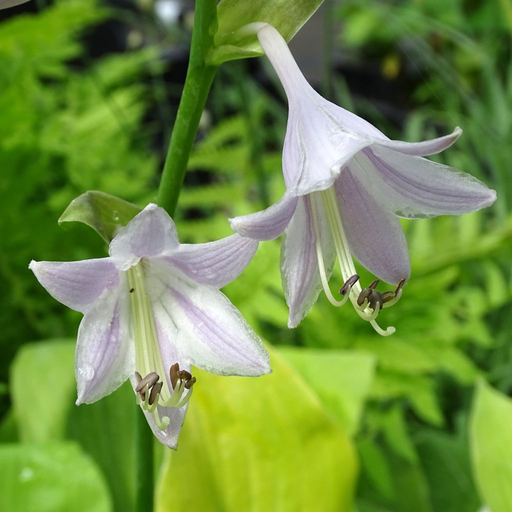 Hosta Sum and Substance