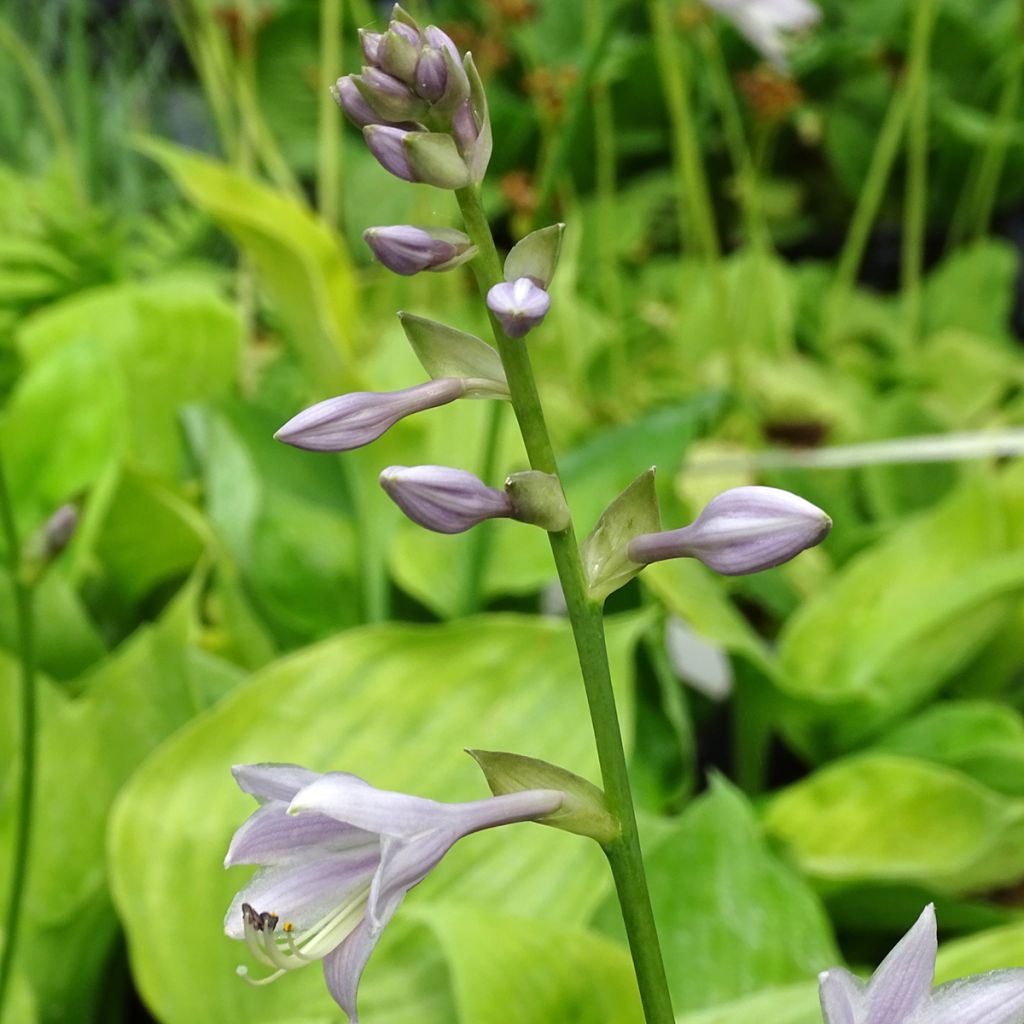 Hosta Sum and Substance