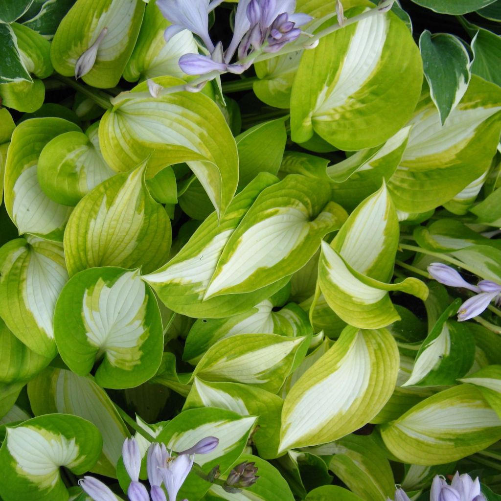 Hosta Summer Music