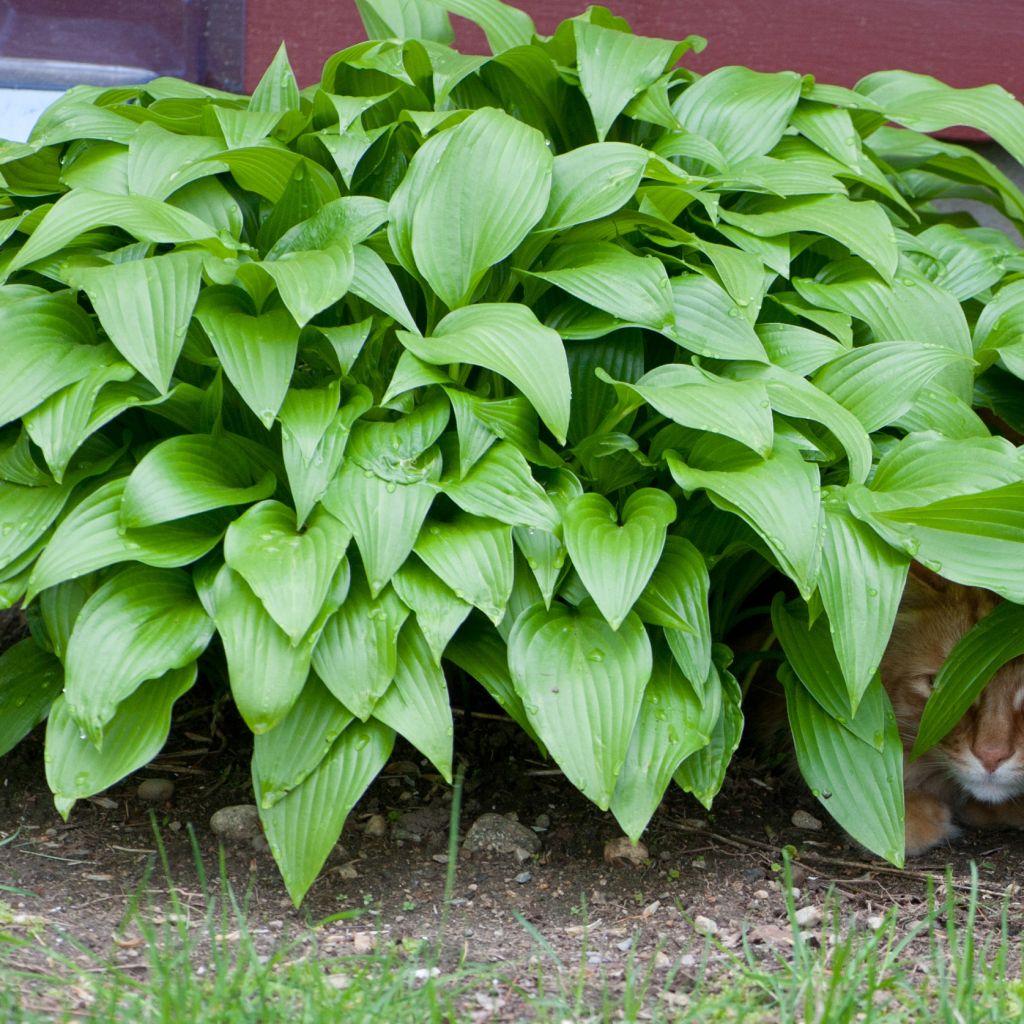 Hosta Sweet Suzan