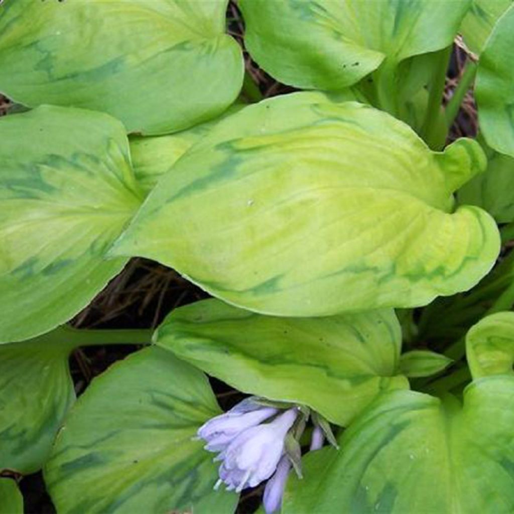 Hosta Tattoo