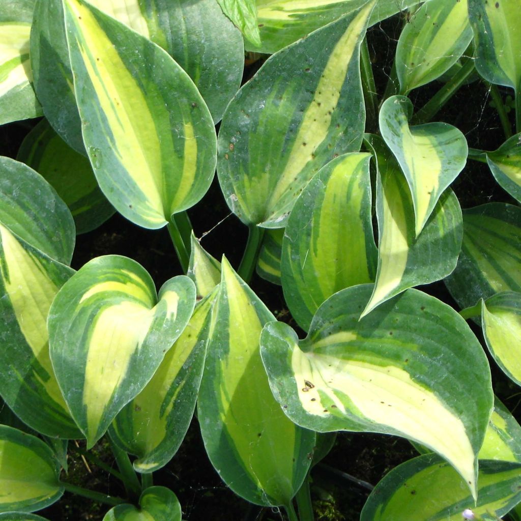 Hosta Touch Of Class