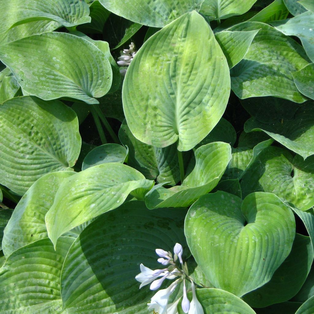 Hosta True Blue