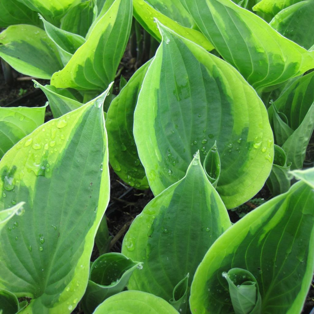 Hosta Twilight - Hosta panaché vert et crème