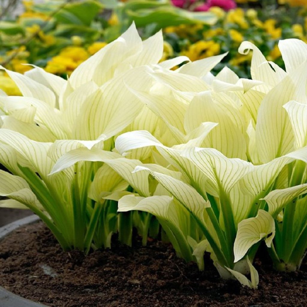 Hosta White Feather