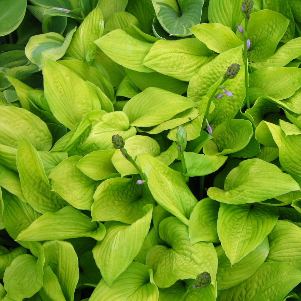 Hosta Zodiac