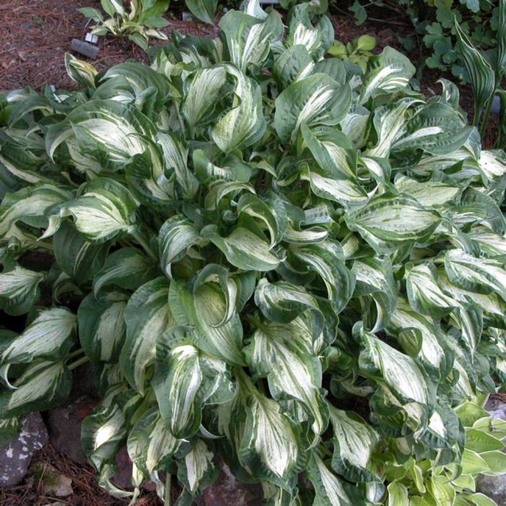 Hosta Allegan Fog