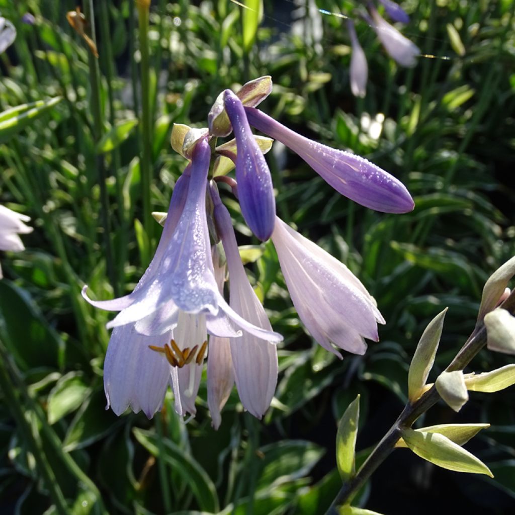 Hosta fortunei Francee