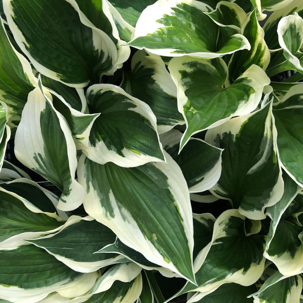 Hosta fortunei Patriot