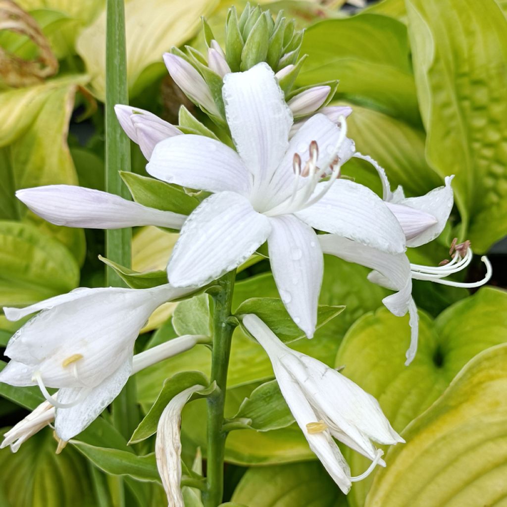 Hosta Guacamole