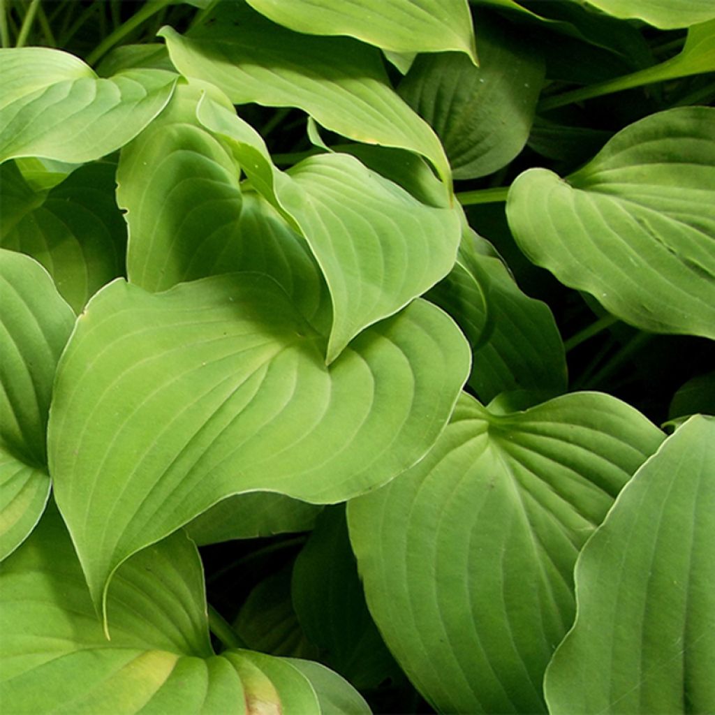 Hosta nakaiana