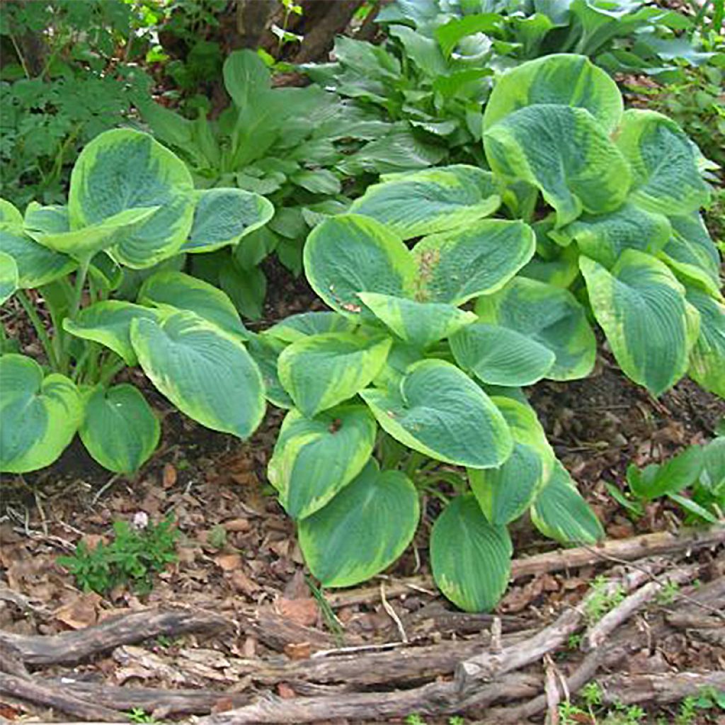 Hosta sieboldiana Frances williams