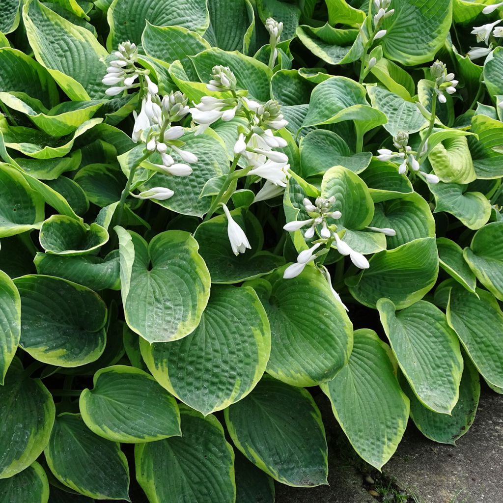 Hosta sieboldiana Frances Williams